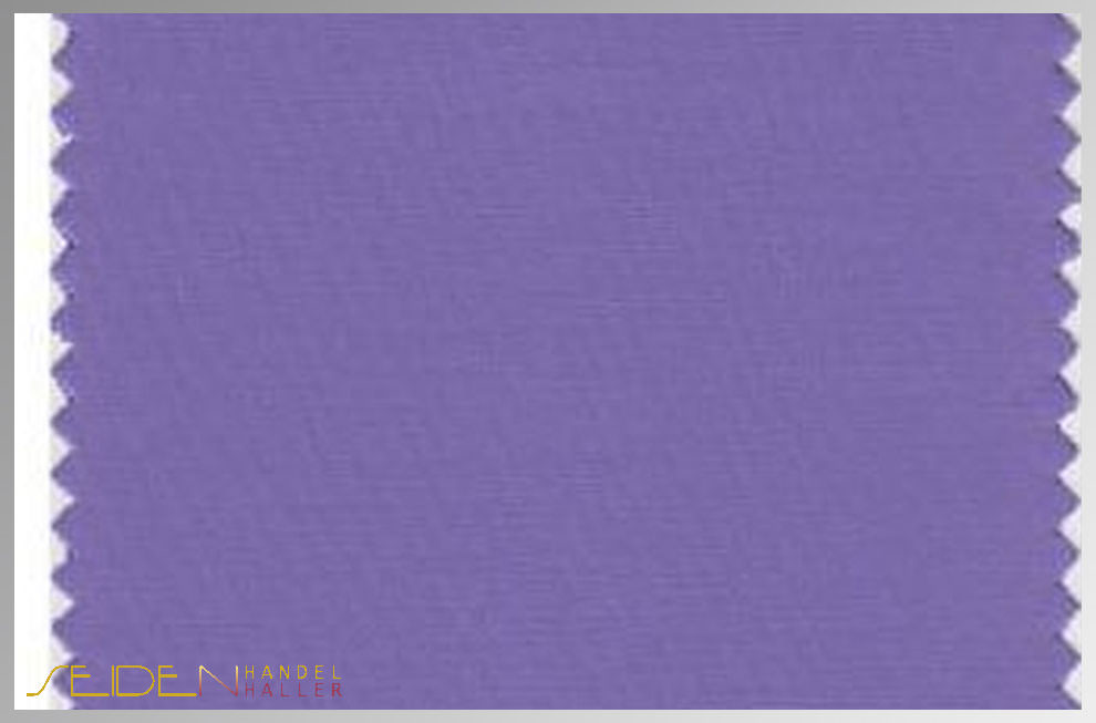 Aster-Purple