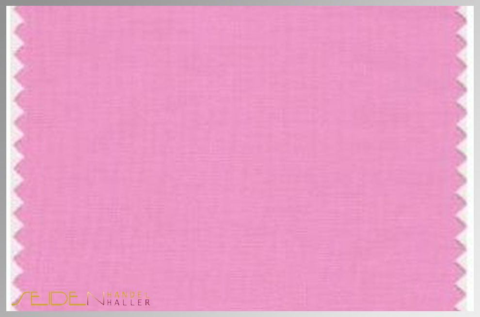 Begonia-Pink